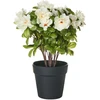 Beliani Dirbtinis augalas NOVELLA 36 cm Baltas