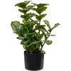 Beliani Dirbtinis augalas ORBIFOLIA 50 cm, žalias