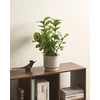 Beliani Dirbtinis augalas ORBIFOLIA 50 cm, žalias