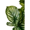 Beliani Dirbtinis augalas ORBIFOLIA 50 cm, žalias