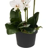 Beliani Dirbtinis augalas ORCHID 65 cm baltas