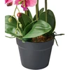 Beliani Dirbtinis augalas ORCHID 65 cm, rausvas