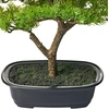 Beliani Dirbtinis augalas PINE 37 cm, žalias