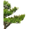 Beliani Dirbtinis augalas PINE 37 cm, žalias