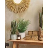 Beliani Dirbtinis augalas SNAKE PLANT 40 cm Žalias