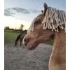 Super Hobby Horse Medinis žirgas su kotu – palomino spalva