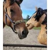 Super Hobby Horse Medinis žirgas ant lazdos šviesiai rudas Premium
