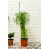 AUGALŲ ATRAMA KUOLAS 6VNT. 50-80CM KINZO 122892