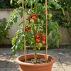 ProGarden bambuko lazdos augalams 60 cm, 10 vnt