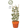 ProGarden Bambukiniai augalų atramos 45 cm, 3 vnt