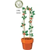 ProGarden Bambukinės atramos augalams 78cm, 3 vnt.