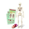 Edukacinis žaislas Clementoni The Human Body Mini-Set 50824