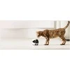 Enabot | ROLA Mini Pet Monitorius | Compact | 3 MP