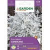 Garden Center Garden_Cente Pilkšvalapių žilių CANDICANS sėklos