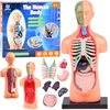 Jokomisiada Mokomasis rinkinys Anatominis modelis ŽMOGAUS KŪNAS + organai 11vnt ZA5200