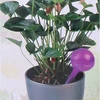 Kinzo Automatinė laistymo sistema 250 ml violetinė