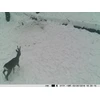 Medžioklės kamera PNI Hunting 350C 12MP su 3G internetu, SMS, nuotraukų siuntimu į telefoną, el. paštą, FTP, „Full HD“ 1080P, naktiniu matymu, 58 nematomais šviesos diodais gyvūnams