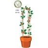 ProGarden Bambukinės augalų atramos 58 cm
