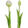 Saska Garden balta tulpinė bijūnė puokštė 39 cm