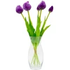 Saska Garden 50 cm violetiniai bijūniniai tulpės