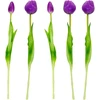 Saska Garden 50 cm violetiniai bijūniniai tulpės