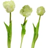 Saska Garden baltas tulpės dekoracija 38 cm