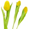 Saska Garden Geltonas tulpė, 31 cm, pavasario dekoracija