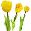 Saska Garden Geltona tulpė 38 cm kaip natūrali