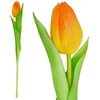 Saska Garden Oranžinis tulpės dekoratyvinis 31 cm