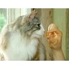 Bikuvalt Churu Cat skanėstas Bites Chicken Tuna Scallop 30g