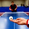 Best Sporting Stalo teniso kamuoliukai, 24 vnt. balti