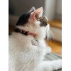ZOLUX Chatouille rožinė - cat collar
