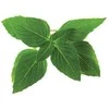 Click & Grow sėklos išmaniajam vazonui - Taivanietiškas bazilikas (SGR37X3) 3vnt.
