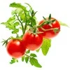 Click Grow Click And Grow SMART HOME MINI TOMATO REFILL/TOM-REFILL-3 CLICK&amp;GROW
