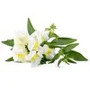 Click & Grow Smart Garden Refill Baltas Snapdragon 3pcs SGR78X3 ()