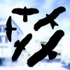 Sourcing Swissinno Bird window sticker (5 pcs of bird collision prevention stickers)
