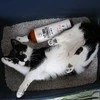Pets Pets Dėmių valiklis ir gyvūnų kvapų neutralizatorius 500ml