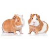Rankšluostis Ręcznik plażowy 70x140 Świnki morskie 6519 bawełniany guinea pigs