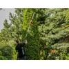 Teleskopinės gyvatvorių žirklės, 600 W, 51 cm pjovimo ilgis, prailginamos gyvatvorių žirklės, elektrinės gyvatvorių žirklės