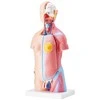 Žmogaus torso modelis, 46 cm, 23 dalys