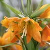Ankstyva margutė eduardii "Sunrise" - 5 vnt.