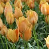 Botaninė tulpė batalinii "Bright Gem" - 50 vnt.