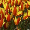 Botaninė tulpė clusiana var chrysantha - 10 vnt.