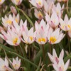 Botaninė tulpė cretica "Hilde" - 10 vnt.