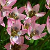 Botaninė tulpė "Danique" - 50 vnt.