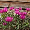 Botaninė tulpė "Helene" - 10 vnt.