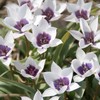 Botaninė tulpė humilis coerulea oculata alba - 20 vnt.