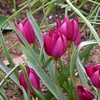 Botaninė tulpė humilis "Odalisque" - 50 vnt.