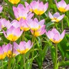 Botaninė tulpė bakeri "Lilac Wonder" - 50 vnt.