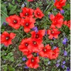 Botaninė tulpė Linifolia - 50 vnt.